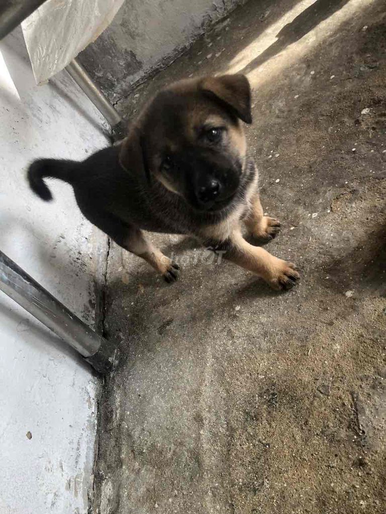 cần rã đàn cún gần 2 tháng tuổi. Mua bán Chó tại Huyện Bàu Bàng Bình Dương được đăng bởi Trà My Nguyễn hình 1