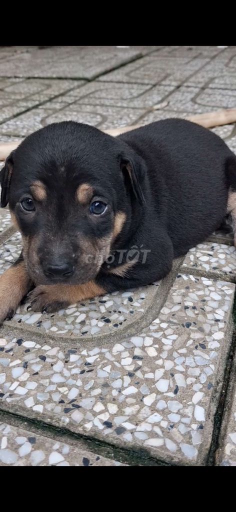 Chó con cái đen vàng. Mua bán Chó tại Thành phố Tây Ninh Tây Ninh được đăng bởi luân gunpy hình 1