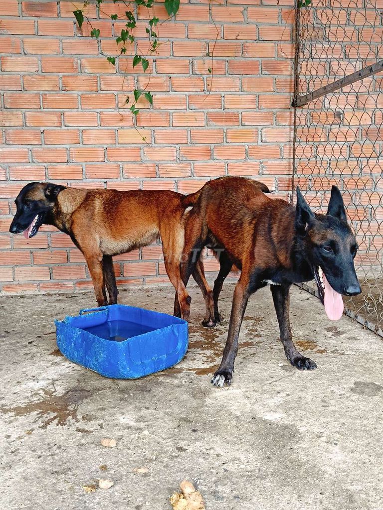 Malinois becgie bỉ mới phối 1tuần