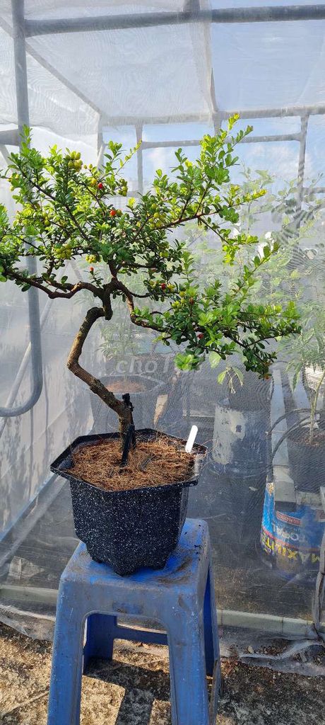 Hải châu bonsai thành phẩm hoa trái. C60,tan60