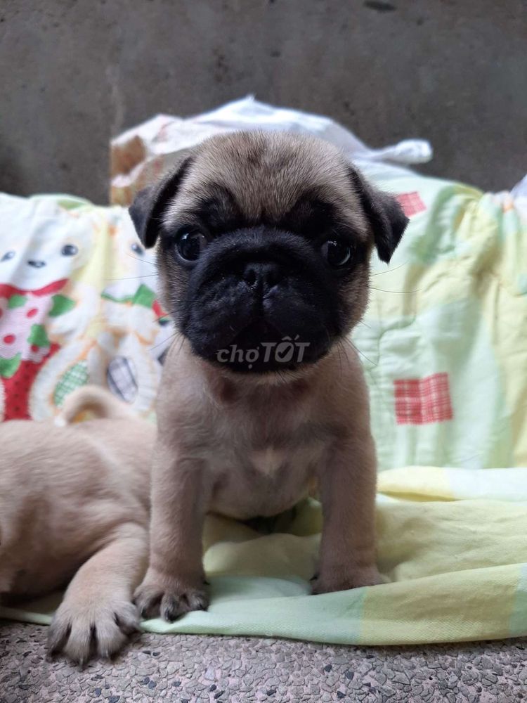 0906741843 - Pug đực thuần chủng 100%