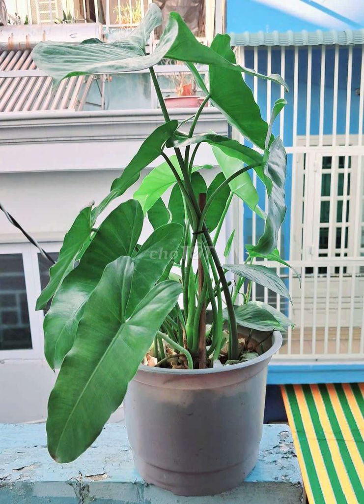 Cây cảnh Trầu bà Xanh lá. Mua bán Cây cảnh, đồ trang trí tại Quận 4 Tp Hồ Chí Minh được đăng bởi Khánh Ngân hình 1