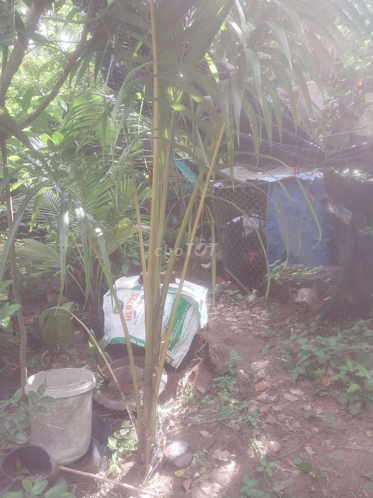 Cây dừa 2 mét Xanh dễ chăm sóc. Mua bán Cây cảnh, đồ trang trí tại Huyện Giồng Trôm Bến Tre được đăng bởi ĐỘC ĐẸP hình 1