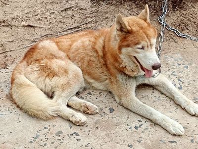 Chó Husky đực trưởng thành