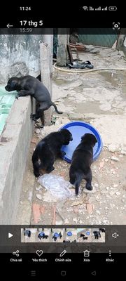 3 con chó đen