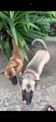 Cho tặng chó cỏ dưới 1 tuổi