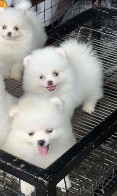Phóc sóc Tecup siêu yêu 💝. Mua bán Chó tại Huyện Bình Chánh Tp Hồ Chí Minh được đăng bởi Huỳnh Chân