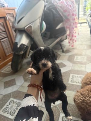 poodle lai  cỏ 2 tháng tuổi. Mua bán Chó tại Quận Ngũ Hành Sơn Đà Nẵng được đăng bởi Phương 