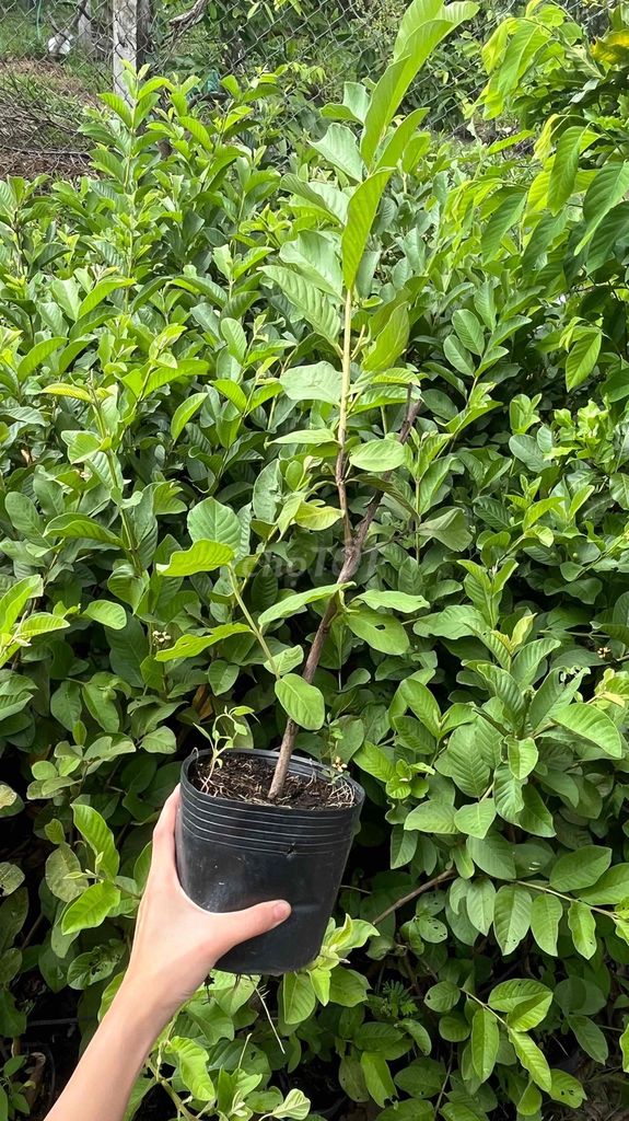Ổi NỮ Hoàng. Mua bán Cây cảnh, đồ trang trí tại Huyện Long Hồ Vĩnh Long được đăng bởi Ngân hình 1