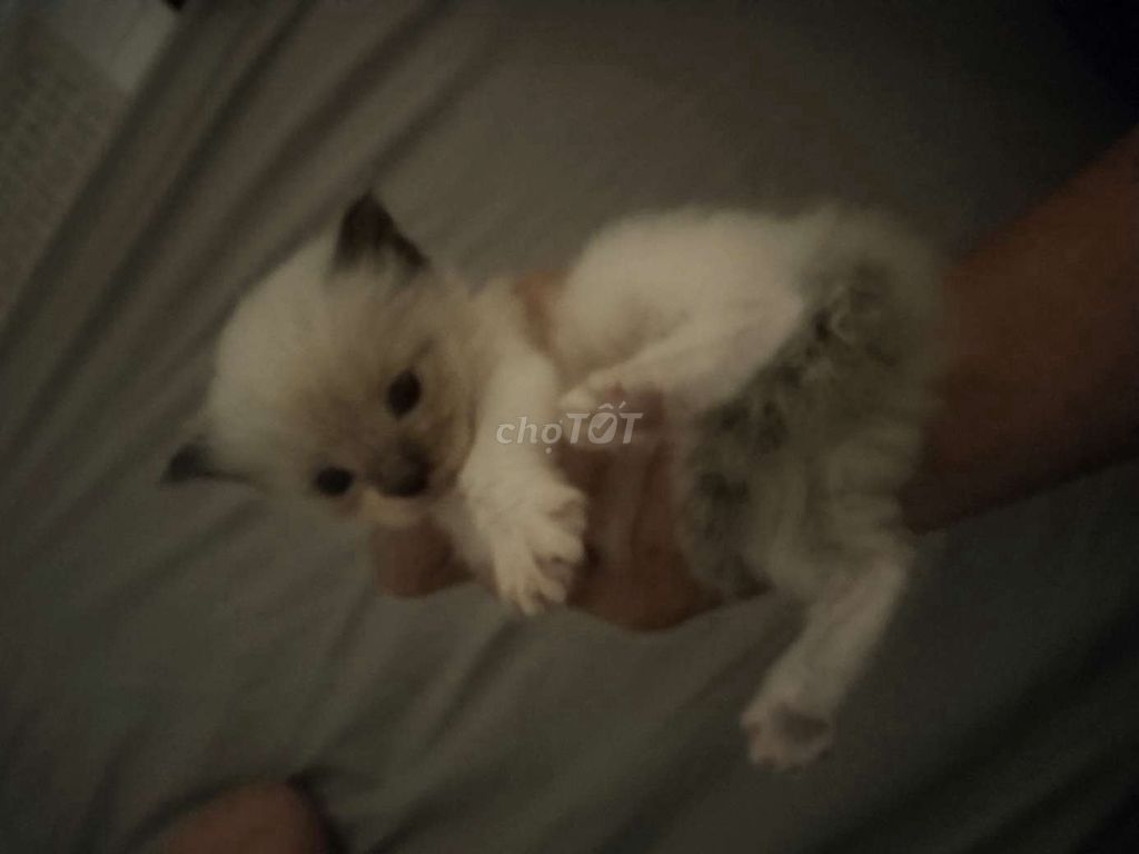 Mèo Ragdoll 3.5 tuần tuổi Việt Nam. Mua bán Mèo tại Thành phố Thủ Đức Tp Hồ Chí Minh được đăng bởi Trung hình 1