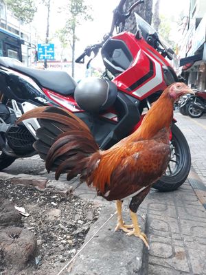Khét asil simon 1k4 zin100%. Mua bán Gà tại Quận 5 Tp Hồ Chí Minh được đăng bởi CON GA TRÔNG