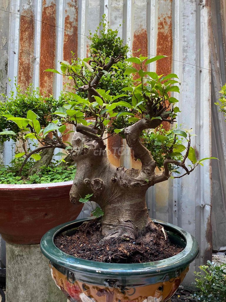 sung kiểu dáng bonsai. Mua bán Cây cảnh, đồ trang trí tại Huyện Củ Chi Tp Hồ Chí Minh được đăng bởi nguyễn quốc Thắng hình 1