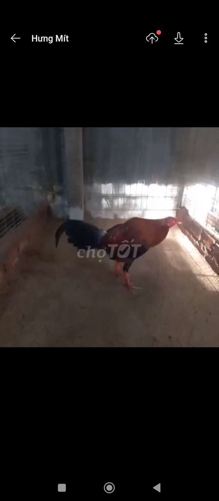 Gà tre kg450  xịn đá người ở thủ Đức ***