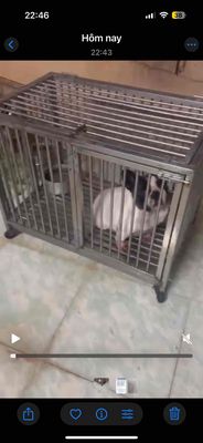 Chó bull bug Cái Đen trắng