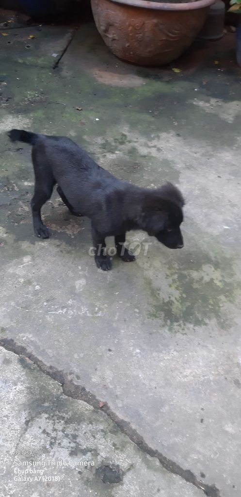 Bán chó đen phong thủy kèm nhà cho chó cưng. Mua bán Chó tại Quận 11 Tp Hồ Chí Minh được đăng bởi Lý hình 3