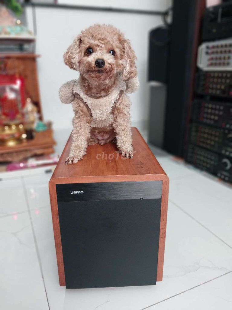 ❤️❤️Loa SUB siêu trầm JAMO SUB 250 ( 98% ). Mua bán Tivi, Âm thanh tại Quận Gò Vấp Tp Hồ Chí Minh được đăng bởi  AUDIO GOLD MR ZDŨNG hình 1