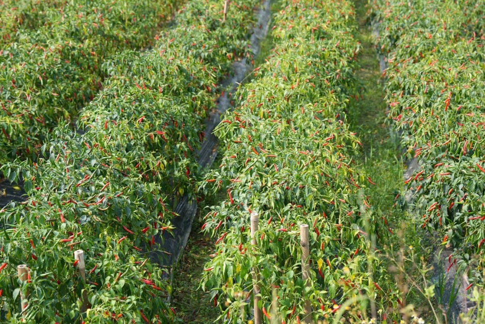 gia vị ngon tại Quận Tân Bình, Tp Hồ Chí Minh hình 1