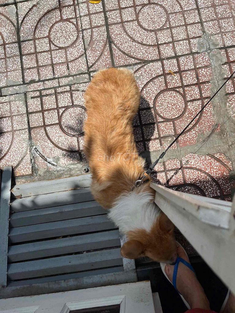 Cần bán corgi cái 🐶dưới 1 năm tuổi. Mua bán Chó tại Thành phố Thuận An Bình Dương được đăng bởi Tùng Nguyễn hình 3