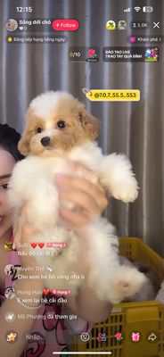 Poodle teacup trắng đốm nâu. Mua bán Chó tại Thành phố Biên Hòa Đồng Nai được đăng bởi Văn Hùng