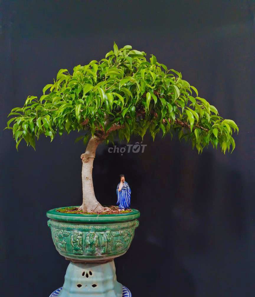 Cây Sanh bonsai cao 80cm