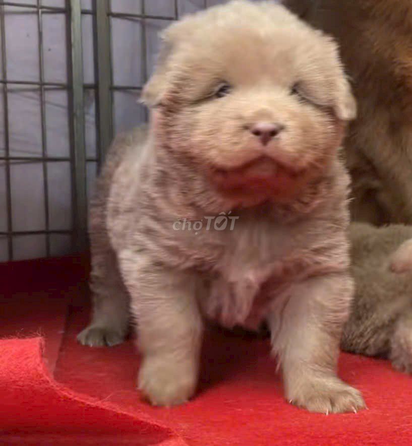 Chó Bắc Hà Hmông siêu hiếm đột biến cực đẹp. Mua bán Chó tại Huyện Chơn Thành Bình Phước được đăng bởi Thú Cưng Độc Đẹp Hiếm PND hình 1