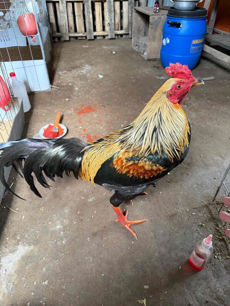 Siu mỹ 2k8 cặp súng đen trạng còn lên gà tơ. Mua bán Gà tại Huyện Ba Tri Bến Tre được đăng bởi Tuấn hình 1