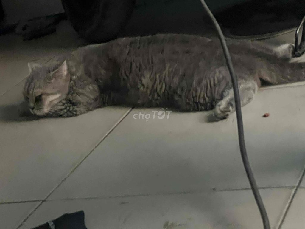 Mèo xám Khỏe mạnh Thân thiện. Mua bán Mèo tại Thành phố Thủ Đức Tp Hồ Chí Minh được đăng bởi Meo Meo đồ ăn siu rẻ hình 1
