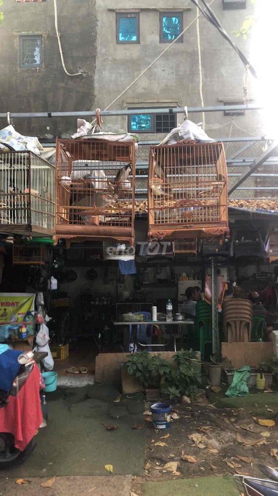 Sàn cầu bung bật luôn lồng. Mua bán Chim tại Quận 10 Tp Hồ Chí Minh được đăng bởi Chim cảnh Trường Sinh Nguyễn chuyên chào mào  hình 4