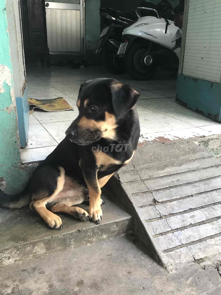 chó lai. Mua bán Chó tại Quận 8 Tp Hồ Chí Minh được đăng bởi bảo nguyễn hình 4