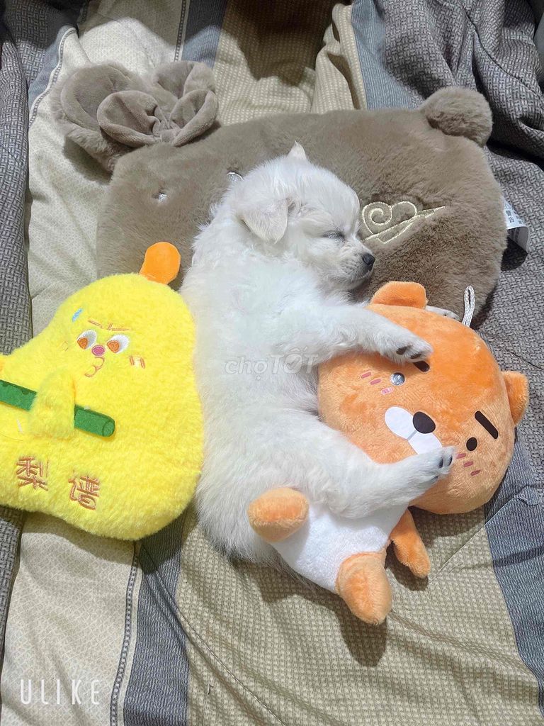 Chó Phốc Sóc lông dài. Mua bán Chó tại Quận Bình Tân Tp Hồ Chí Minh được đăng bởi Bảo Thái  hình 1