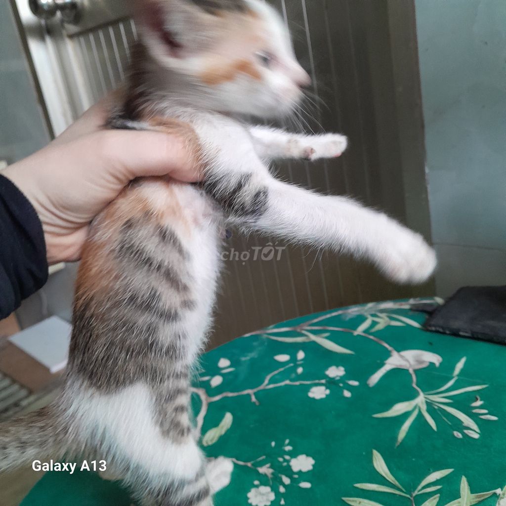 Cho mèo cái tam thể đã biết ăn. Mua bán Mèo tại Huyện Cai Lậy Tiền Giang được đăng bởi Nam anh hình 3