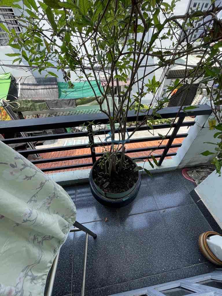 Bán nhà HXH Đường Số 12, P. Bình Hưng Hoà, Bình Tân. Mua bán nhà ở tại Quận Bình Tân Tp Hồ Chí Minh được đăng bởi Nghiêm Hải Duy hình 3