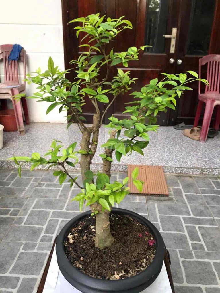 Cây cảnh Mai chiếu thủy Đà Nẵng. Mua bán Cây cảnh, đồ trang trí tại Quận Ngũ Hành Sơn Đà Nẵng được đăng bởi Quang Vu hình 1