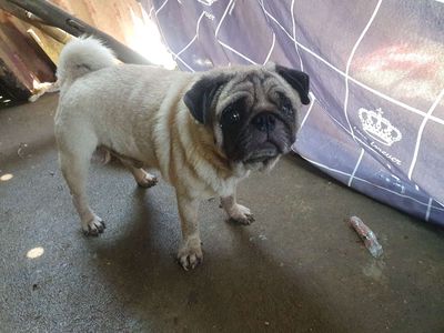 Chó Pug mặt xệ thuần chủng dễ nuôi