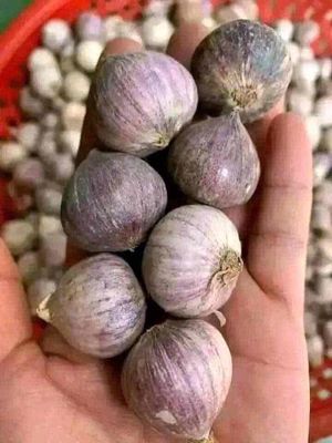 TỎI CÔ ĐƠN. Mua bán Đồ ăn, thực phẩm và các loại khác tại Quận Cẩm Lệ Đà Nẵng được đăng bởi Minh Khang