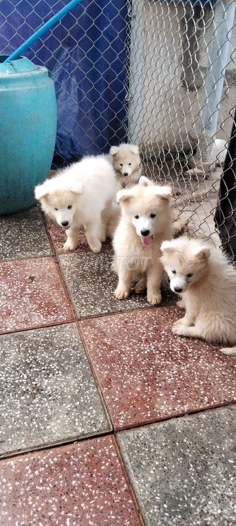 Chó Samoyed 2 tháng đã tiêm. Mua bán Chó tại Huyện Châu Đức Bà Rịa - Vũng Tàu được đăng bởi Cao Son hình 1