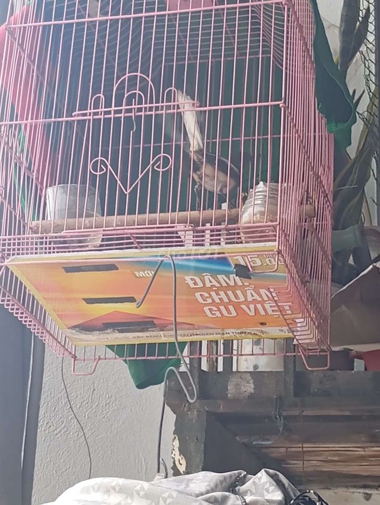 Chim chích chòe than. Mua bán Chim tại Huyện Hóc Môn Tp Hồ Chí Minh được đăng bởi a điệp  hình 1