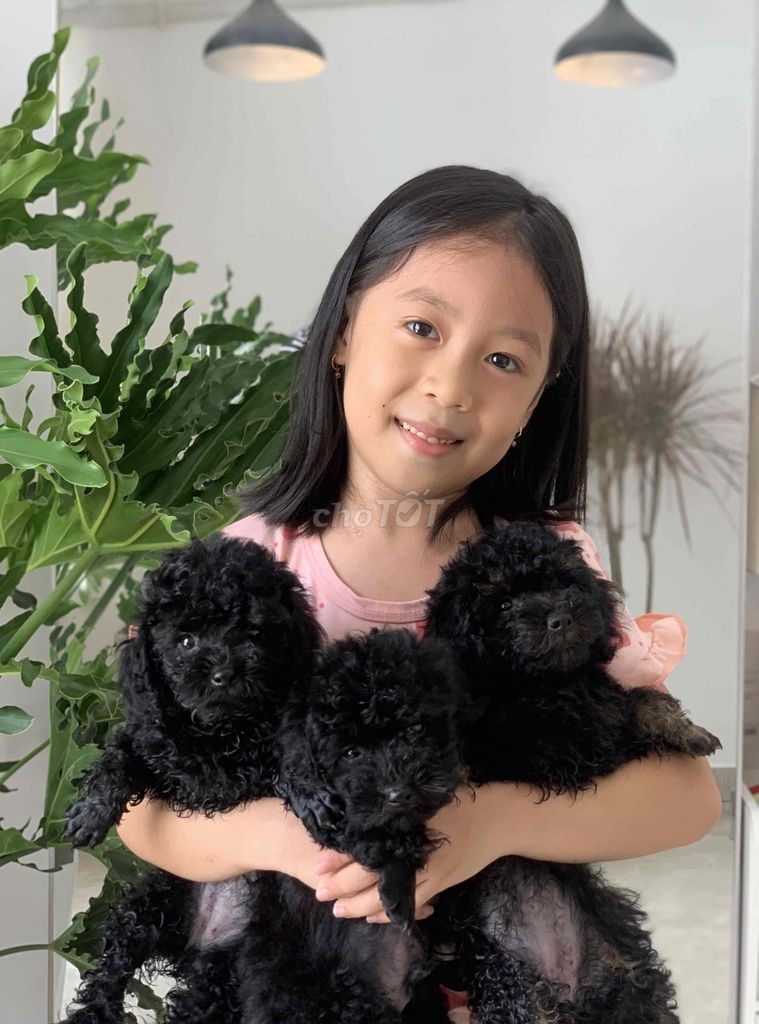 Chó Poodle tiny 1 đực 2 cái, 2 tháng 1 mũi vắc xin. Mua bán Chó tại Quận Gò Vấp Tp Hồ Chí Minh được đăng bởi Minh Nhân hình 1