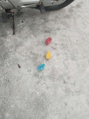 pitbull lai giao tận nhà