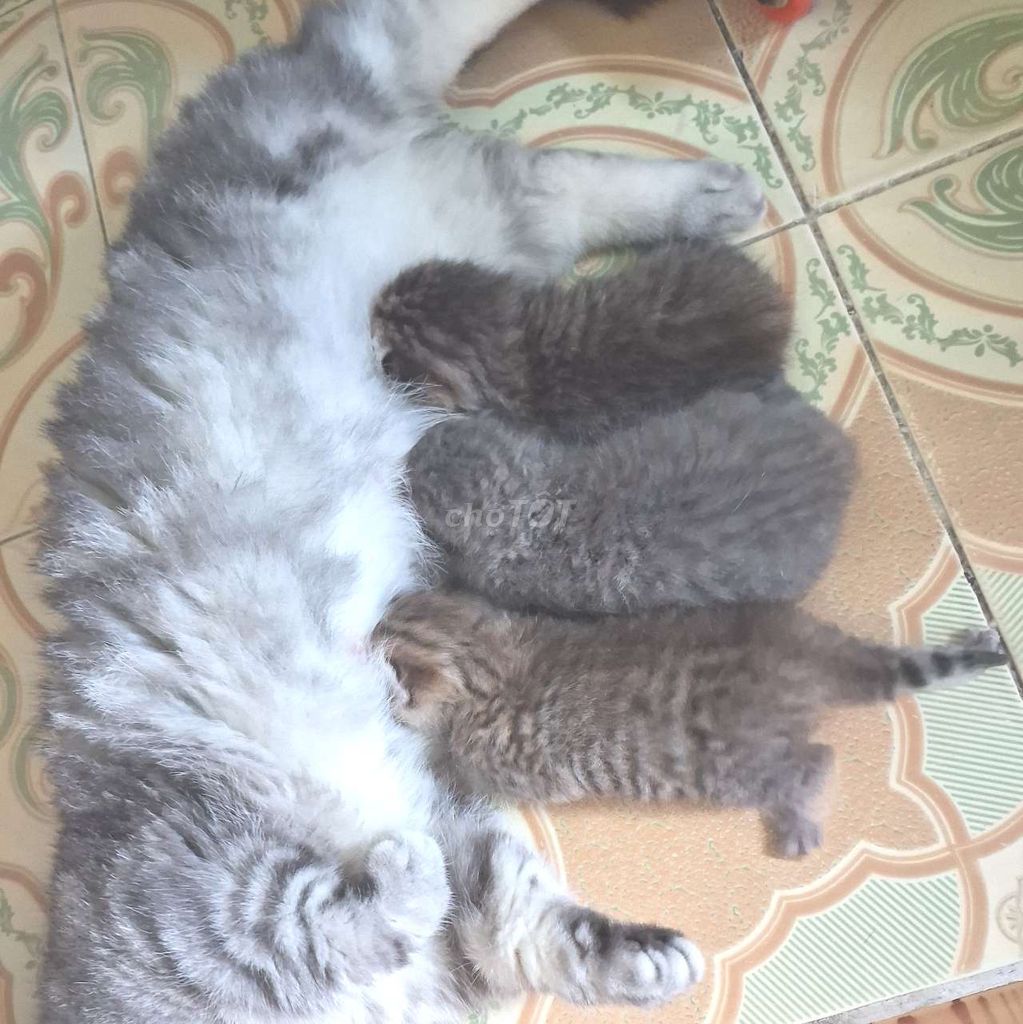 Bầy Chân Lùn cưng 26/5. Mua bán Mèo tại Quận Bình Tân Tp Hồ Chí Minh được đăng bởi Chan BT hình 1