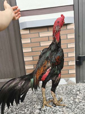 Đúc lục đinh dòng hầu kiềng. Mua bán Gà tại Huyện Phúc Thọ Hà Nội được đăng bởi Doan Nguyen