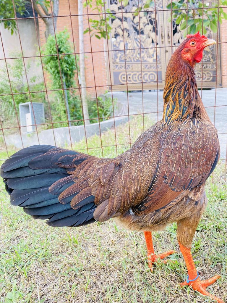 Điều vàng Asiu/Mỹ 2.4-2.5kg trạng 2k6. Mua bán Gà tại Thành phố Biên Hòa Đồng Nai được đăng bởi Đinh Hoàng Nam hình 1