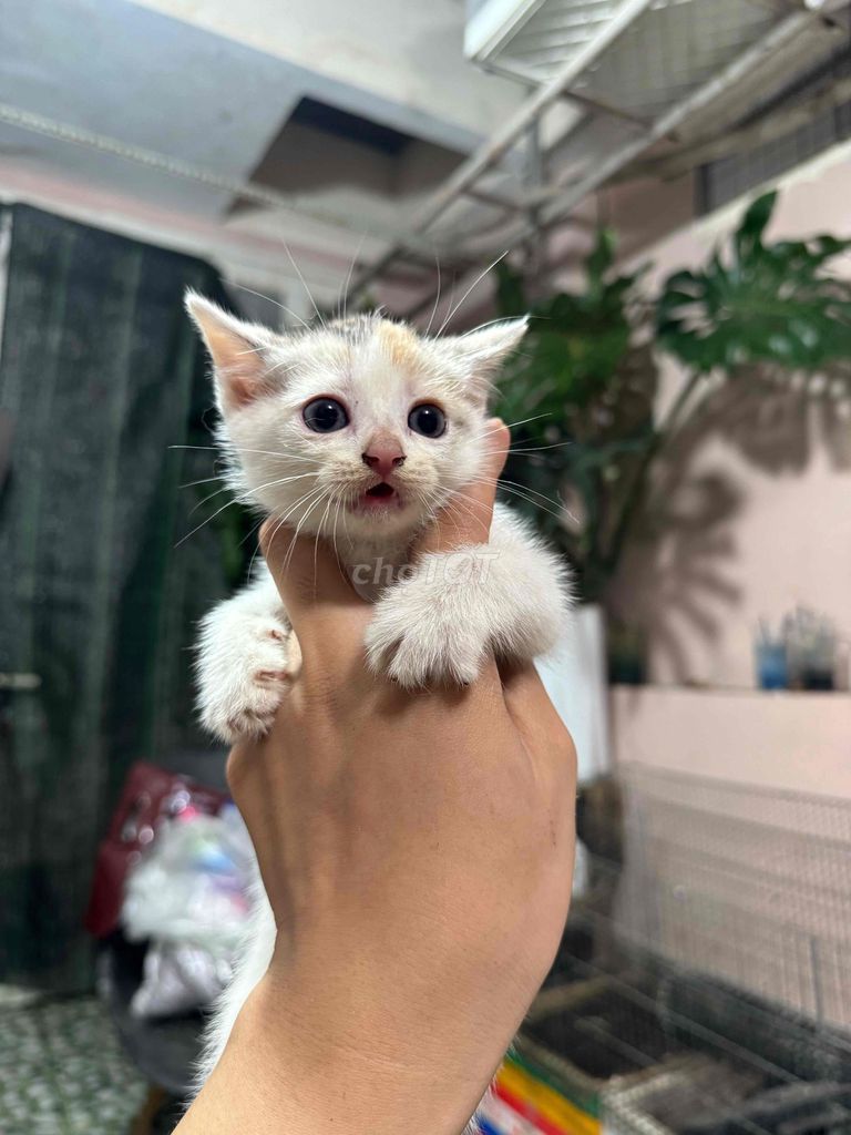 Mèo Anh lông ngắn Tam thể 2 tháng. Mua bán Mèo tại Quận Gò Vấp Tp Hồ Chí Minh được đăng bởi Lê Đức Mạnh hình 1