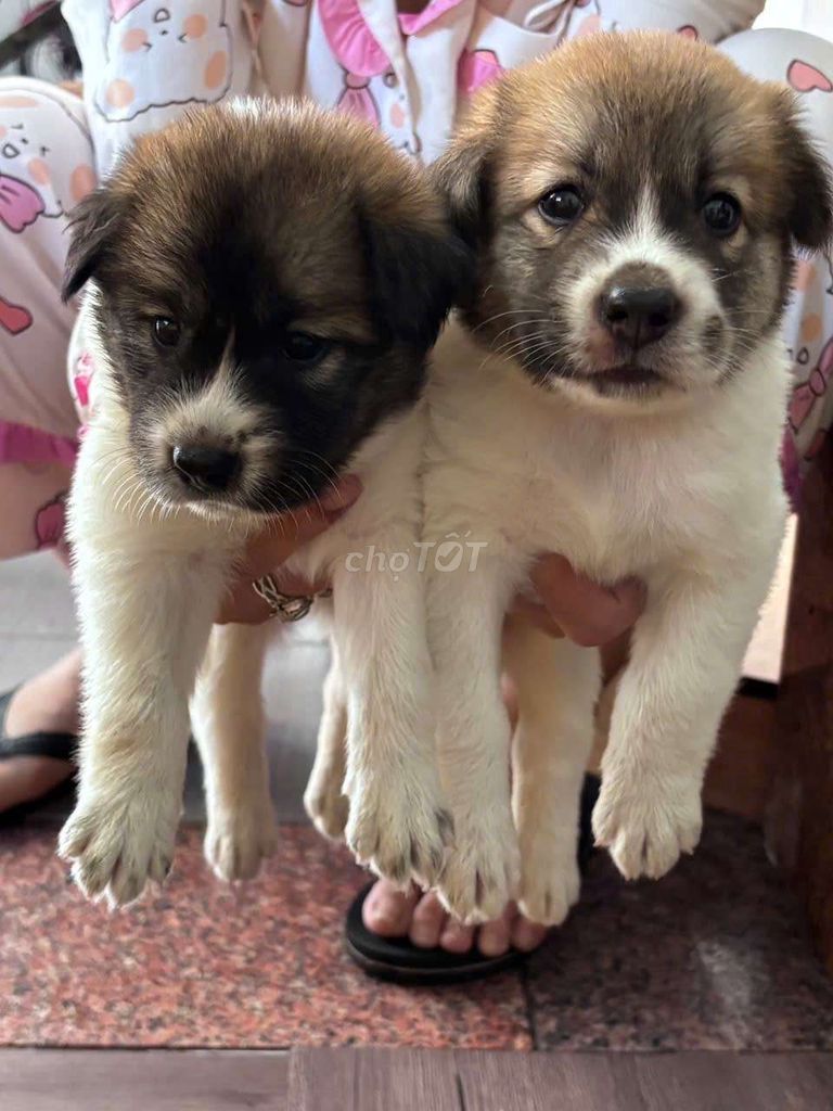 Chó nhật lai chó gấu bắc hà. Mua bán Chó tại Thành phố Thủ Đức Tp Hồ Chí Minh được đăng bởi Đậu ngọc ngân  hình 2