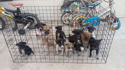 Tặng chó con miễn phí