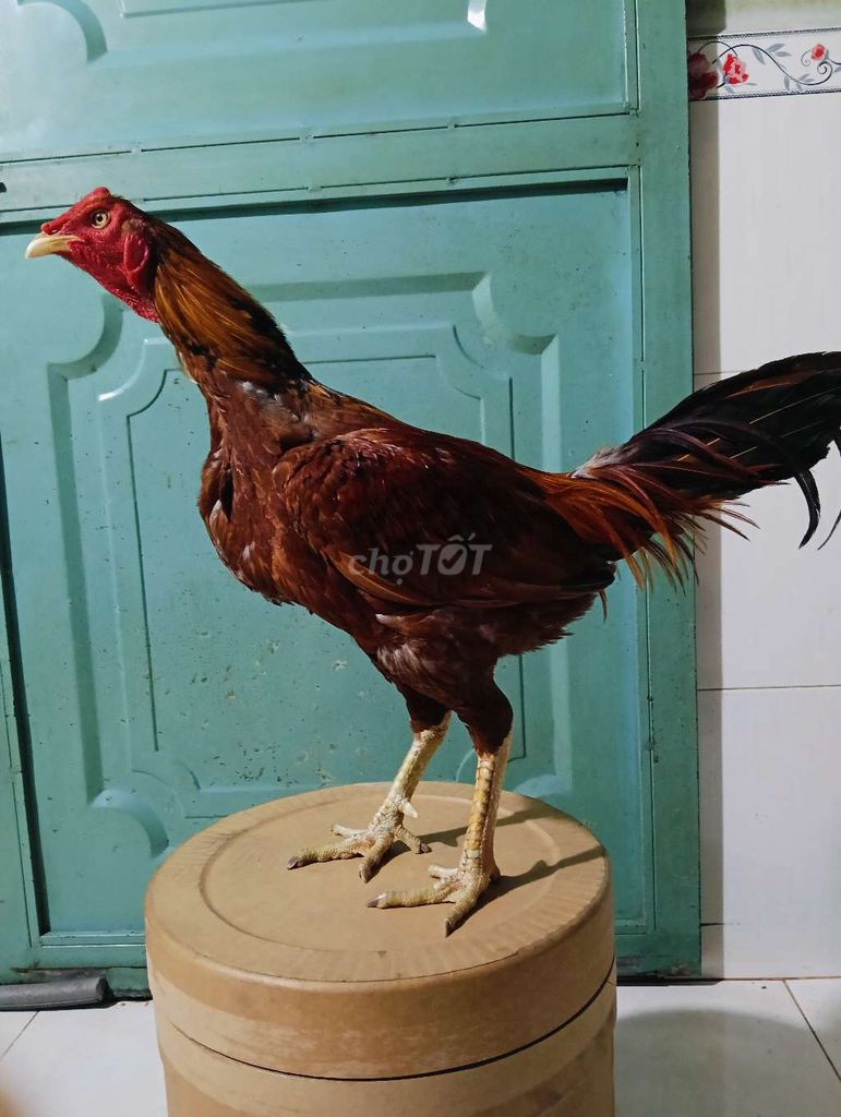 Pakistan 3k1 lông chưa đủ
