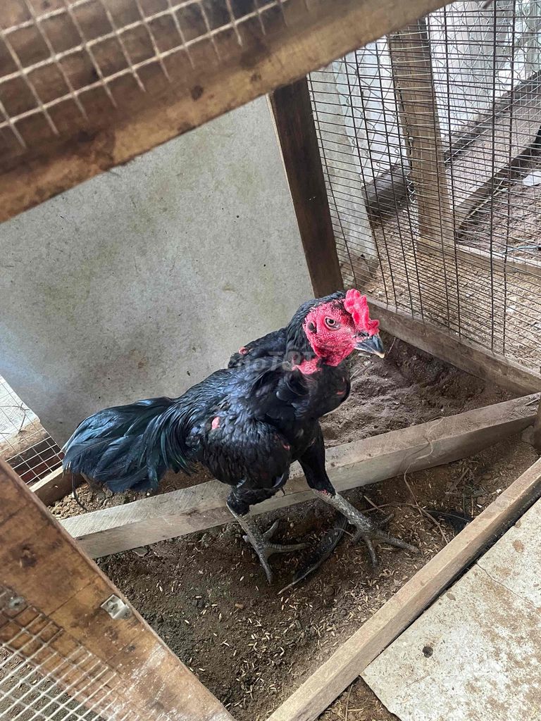 Gà trống 3kg màu Đen. Mua bán Gà tại Huyện Cần Đước Long An được đăng bởi Khanh hình 1