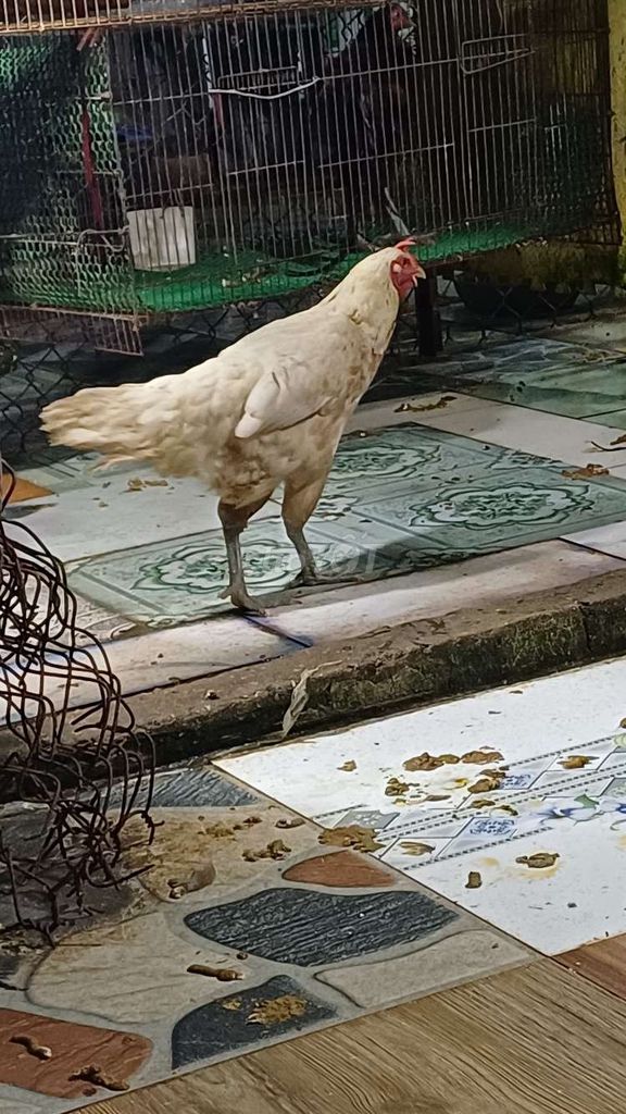 Gà mái Nòi úa Thái Mỹ 2.6kg chân xanh. Mua bán Gà tại Huyện Bình Chánh Tp Hồ Chí Minh được đăng bởi Dinh Tam hình 1