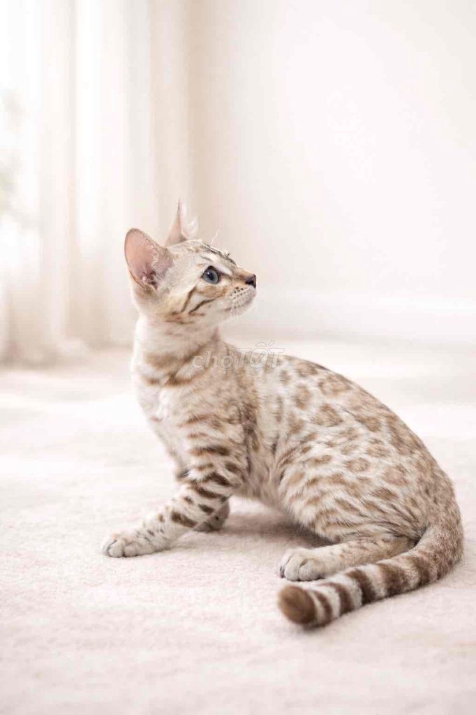 Mèo Snow Bengal đốm nâu trắng đã tiêm. Mua bán Mèo tại Quận 7 Tp Hồ Chí Minh được đăng bởi NaNa hình 1