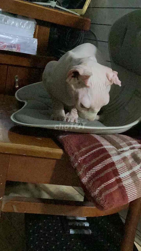 Mèo Sphynx Hồng nhạt không lông. Mua bán Mèo tại Quận Bình Tân Tp Hồ Chí Minh được đăng bởi Anh Quỳnh hình 1